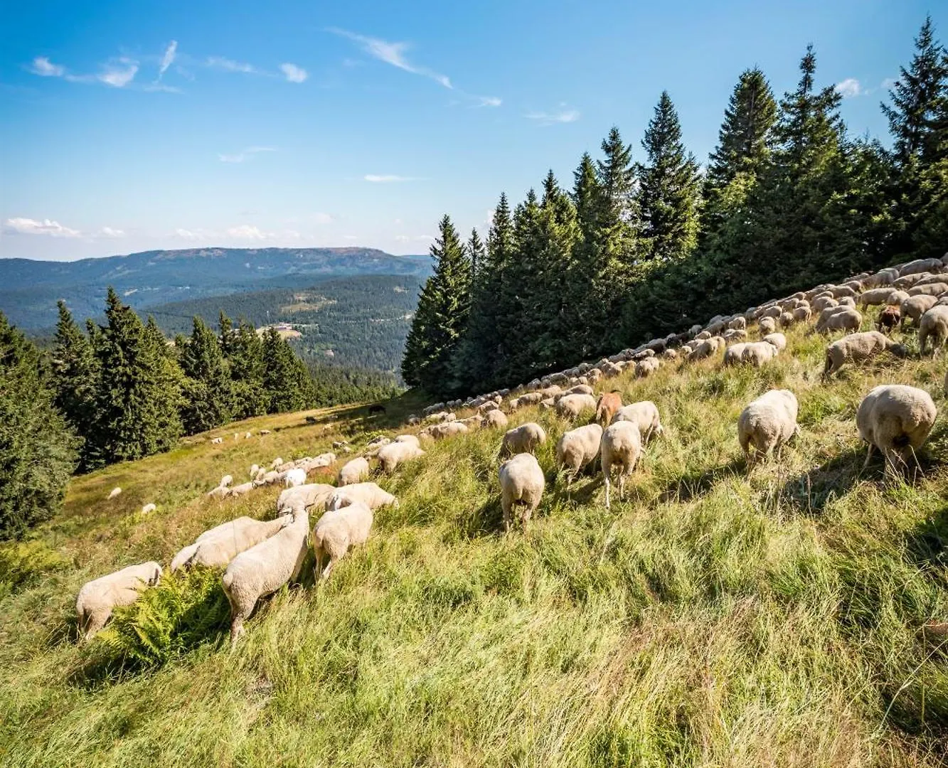 Gasthuis Pension Leithenwald Zwiesel Duitsland