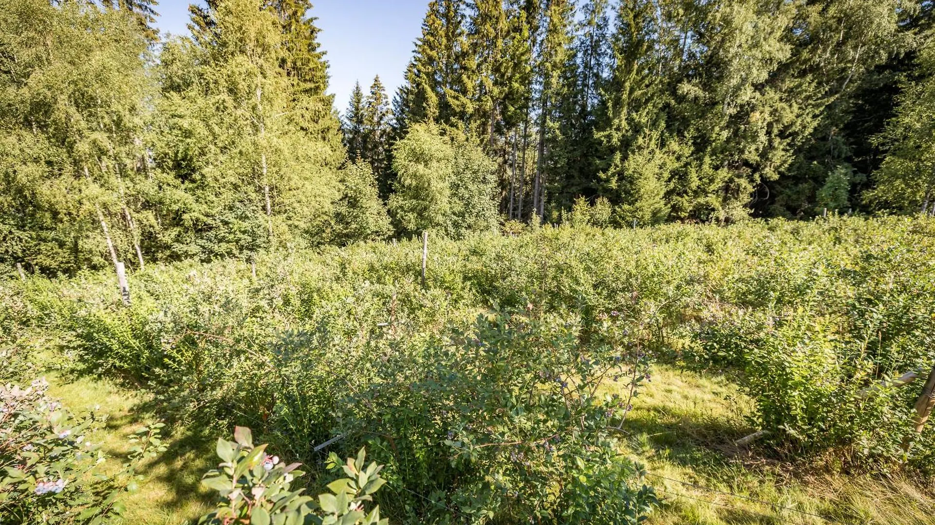 Pension Leithenwald Zwiesel Gasthuis